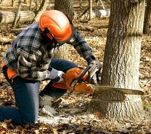 Tree Removal in West Wardsboro, VT